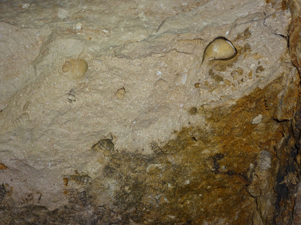 P1030551
